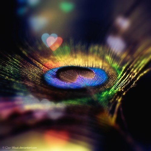 happiness,feathers,peacock,artistic,feather,peacock,feather-c6e477b221bb9f53046c8af3589737f6_h.jpg, 44 KB